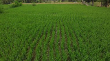 Yeşil arka plan. 4k pirinç alan dron video Bali Adası'nda uçan. Yeşil ve sarı manzara. Pirinç çiftlik, çim, doğa.