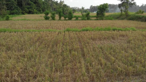 Fundo verde. 4K voando drone vídeo de campo de arroz na ilha de Bali. Paisagem verde e amarela Fazenda de arroz, grama, natureza . — Fotografia de Stock