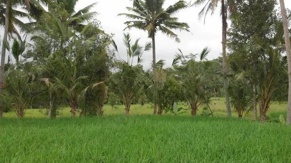 Latar belakang hijau. 4K video drone terbang sawah di pulau Bali. Pemandangan hijau dan kuning. Beras pertanian, rumput, alam . — Stok Foto