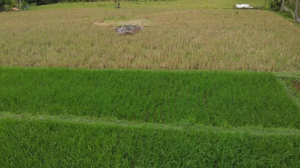 Grön bakgrund. 4k flygande drönare video av risfält på ön Bali. Gröna och gula landskap. Rice farm, gräs, natur. — Stockfoto