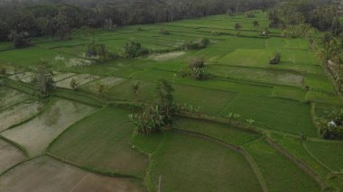 4k Hava yağmur ormanları orman manzara video günbatımı zaman uçan. hiçbir düzenleme ile 4 k dron görüntüleri. Bali Adası.
