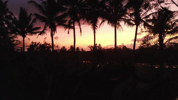 4 k letecké dron fotografie z kokosové palmy a rýžové pole v noční době. Ostrov Bali. — Stock fotografie