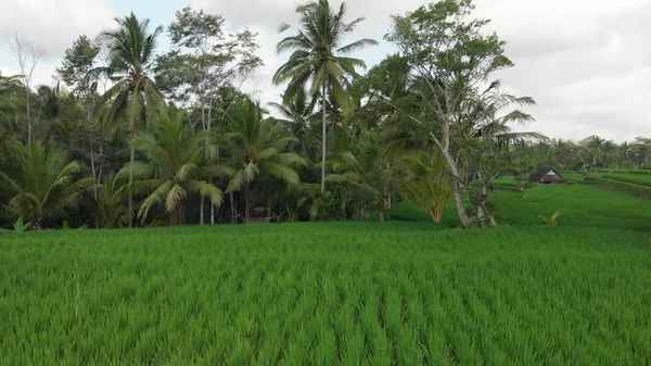 4K video aereo volante di sfondo erba verde e palme. Isola di Bali . — Foto Stock