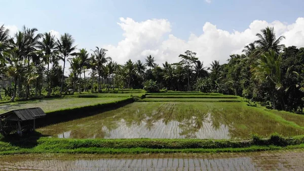 Vidéo de drone aérien 4K dans un paysage incroyable rizière sur l'île de Bali. Images de drone 4K . — Photo