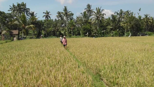 BALI, INDONESIA - 17 DE SEPTIEMBRE DE 2018: Imágenes aéreas de aviones no tripulados del grupo de agricultores que trabajan duro en el campo de arroz en Bali . —  Fotos de Stock