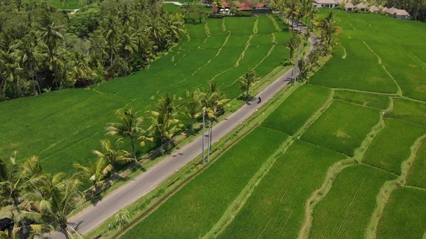 Vidéo Vol Aérien Fond Herbe Verte Les Paumes Île Bali — Photo gratuite