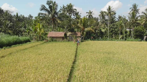 4K aéreo drone video de pareja joven divertido bailando en el campo de arroz. Campo de la isla de Bali . — Foto de Stock