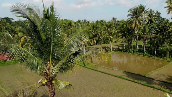 Pirinç tarlaları tropikal ağaçlar ve Hindistan cevizi avuç içi ile 4 k hava dron görüntüleri. Bali Adası, Ubud. — Stok fotoğraf