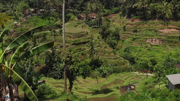 Imagens de drones aéreos 4K de campos de arroz tropicais incríveis na ilha de Bali . — Fotografia de Stock