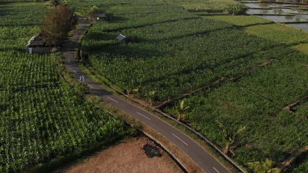 4K video pesawat tanpa awak dari beberapa wisatawan muda berjalan di ladang jagung. Pulau Bali . — Foto Stok Gratis