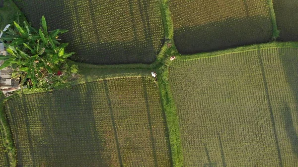 4K aerial view flying video of young honeymoon couple with small dog in the jungle of Bali island, rice fields. Tropical vacation in Indonesia concept.