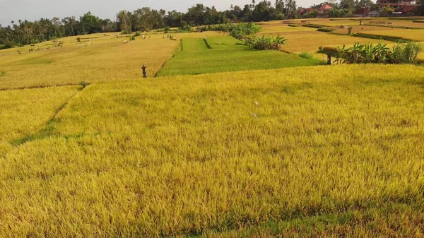 Foto aérea del dron del campo de arroz amarillo en la isla de Bali . —  Fotos de Stock
