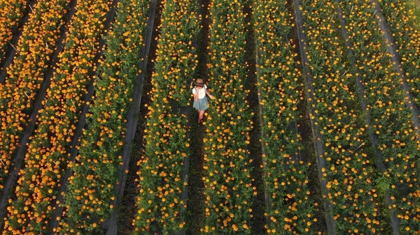 Foto aérea de una mujer en un campo de caléndula. Hermoso concepto de viaje. Isla de Bali . —  Fotos de Stock