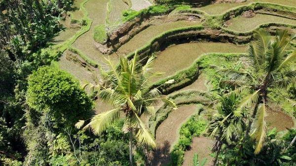 Foto Drones Aéreos Increíbles Arrozales Tropicales Isla Bali Países Bajos —  Fotos de Stock