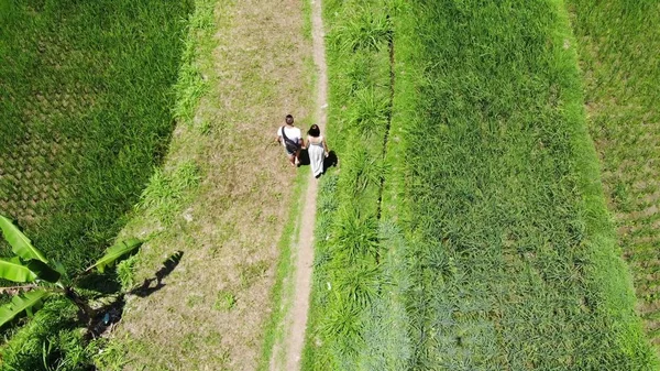 4K Aerial drone disparo de turistas de vacaciones caminando por el camino en arrozales arrozales campos de terraza en la isla de Bali . —  Fotos de Stock