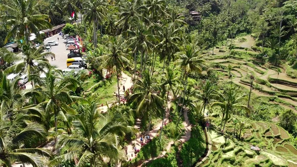 Foto de drones aéreos 4K de arrozales tropicales increíbles en la isla de Bali . —  Fotos de Stock