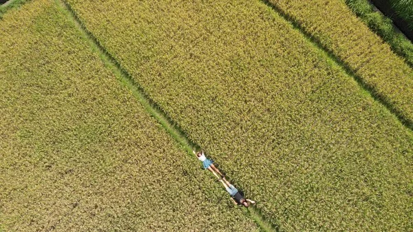 Tropical aerial top down flying video of happy young couple laying on the rice field on summer day. Close to volcano Agung, Bali island.