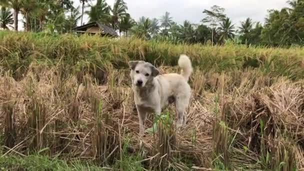 Lindo perro en un arrozal. Perro Bali. Isla de Bali, Indonesia . — Vídeo de stock