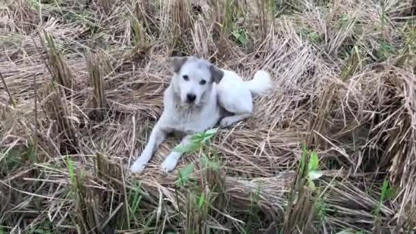 Aranyos kutya-ra egy rizsföldek. Bali kutya. Bali szigetén, Indonézia. — Stock videók