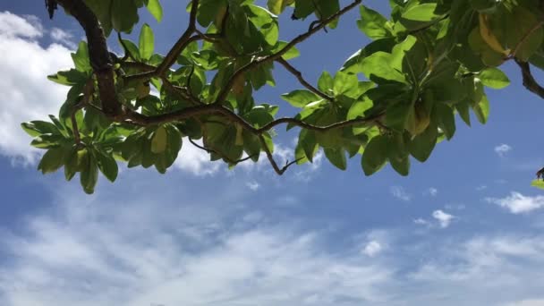 Céu azul claro e plantas tropicais. Praia de Nusa Dua, ilha de Bali, Indonésia . — Vídeo de Stock