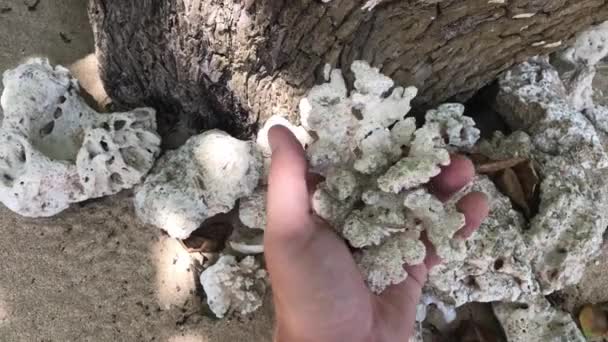 Man looking at the coral on the tropical beach. Man hand. Bali island. Indonesia. — Stock Video