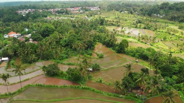 Üzerinde uçan Teras alanları pirinç, 4 k dron görüntüleri yeşil. Bali Adası, Endonezya. — Stok video