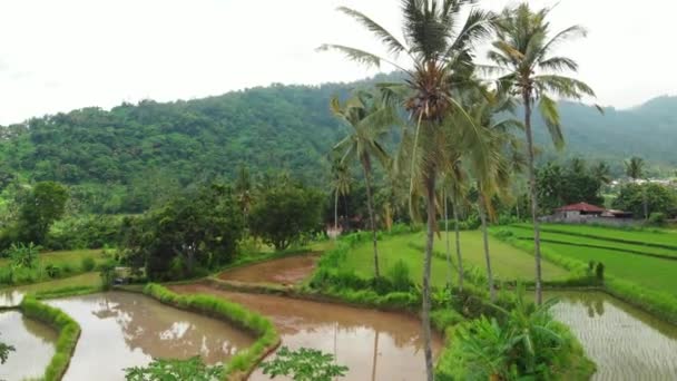 Üzerinde uçan Teras alanları pirinç, 4 k dron görüntüleri yeşil. Bali Adası, Endonezya. — Stok video