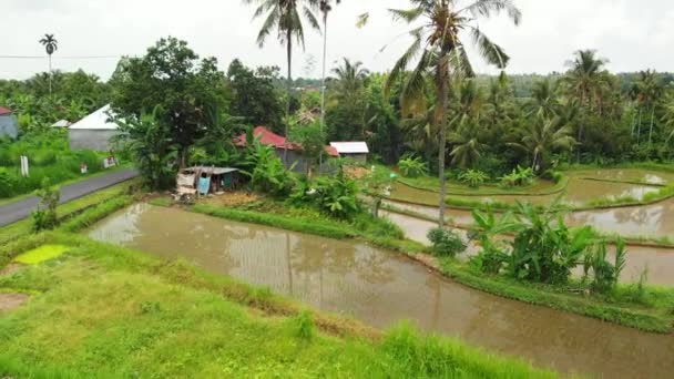 Sorvolando campi da riso, filmati verdi di droni 4K. Isola di Bali, Indonesia . — Video Stock