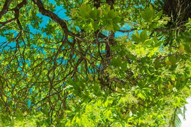 Mavi parlak tropikal gökyüzü arka plan. Güneşli bir gün. Bali Adası, Endonezya.