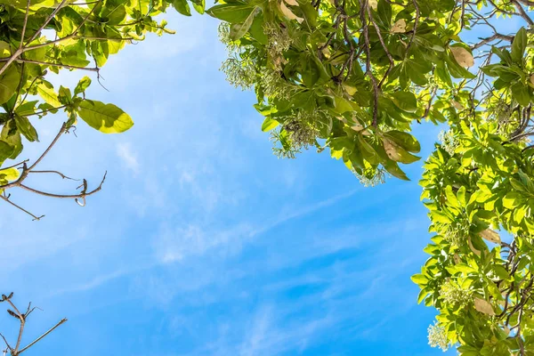 Mavi parlak tropikal gökyüzü arka plan. Güneşli bir gün. Bali Adası, Endonezya.