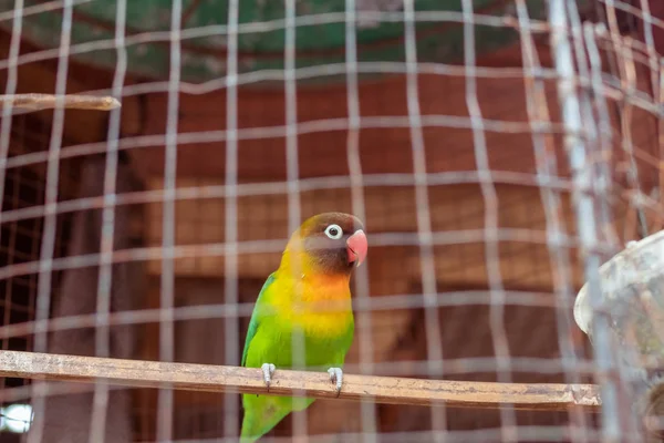 Green and yellow parrot in the cage. Tropical island of Bali, Indonesia.
