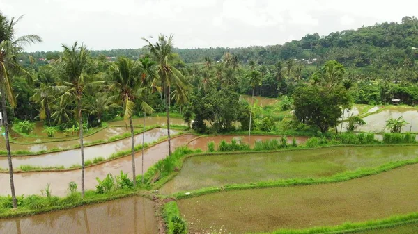 Voando sobre campos de arroz terraço, verde 4K drone footage. Bali Island, Indonésia . — Fotografia de Stock