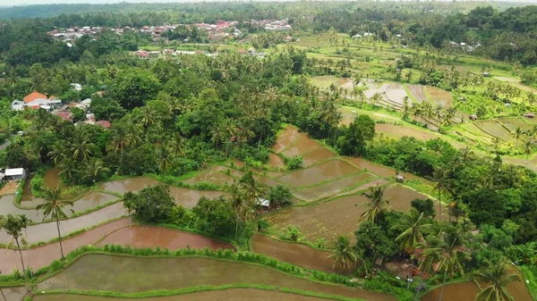 Volando sobre campos de arroz, imágenes de drones verdes de 4K. Isla de Bali, Indonesia . —  Fotos de Stock