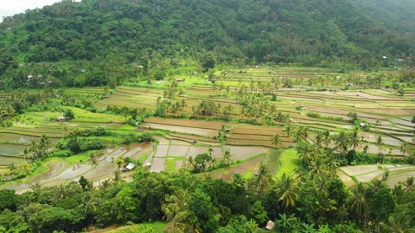 Létání nad rýže terasová pole, zelené 4 k drone záběry. Ostrov Bali, Indonésie. — Stock fotografie zdarma