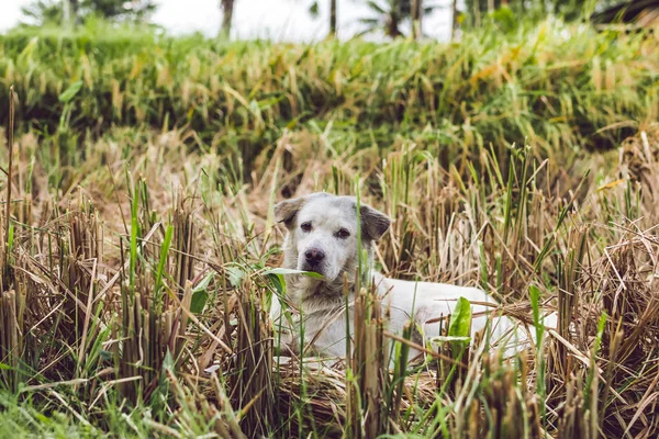 Retrato de cão de rua balinês bonito nos campos de arroz. Ilha tropical de Bali, Indonésia . — Fotografia de Stock