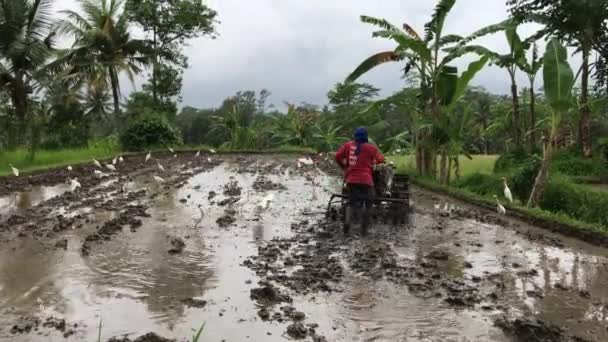 Senior asiatischer Bauer pflügt Reisfelder mit dem Traktor. bali island, indonesien. — Stockvideo