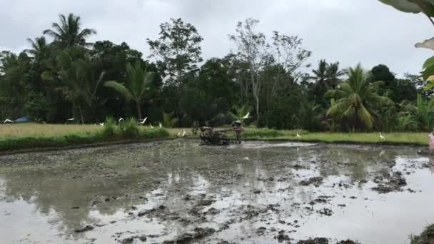 Fermier asiatique senior labourant rizière avec tracteur. Bali île, Indonésie . — Video