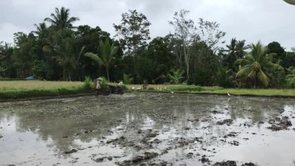 Granjero asiático mayor arando arroz arrozal usando tractor. Isla de Bali, Indonesia . — Vídeo de stock