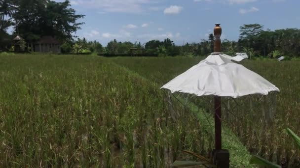 발리, 인도네시아의 열 대 섬의 쌀 필드에 하얀 우산. — 비디오