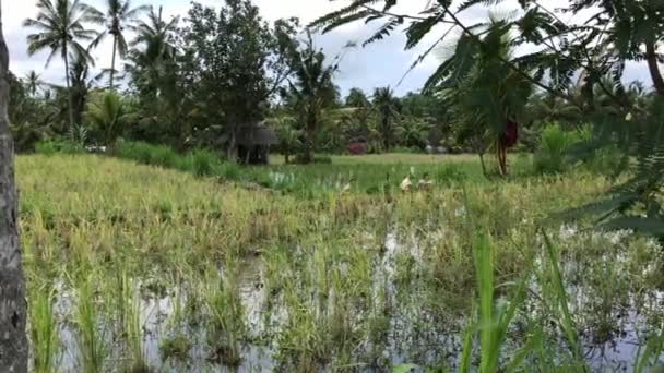 Gansos divertidos en un campo de arroz verde. Isla tropical de Bali, Indonesia. Imágenes 4K . — Vídeos de Stock