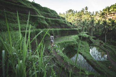 Genç kadın pirinç alan Tegalalang, Ubud, Bali, Endonezya tropikal ada yürüyüş.