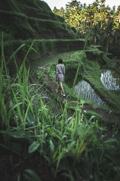 Mujer joven caminando en el campo de arroz Tegalalang, Ubud, isla tropical de Bali, Indonesia . — Foto de Stock