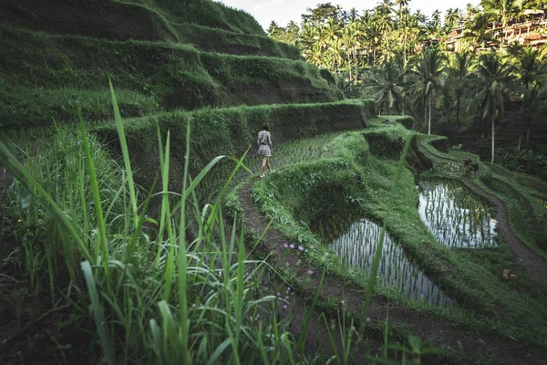 Mujer joven caminando en el campo de arroz Tegalalang, Ubud, isla tropical de Bali, Indonesia . — Foto de Stock