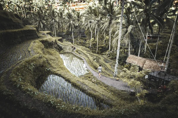 Mujer joven caminando en el campo de arroz Tegalalang, Ubud, isla tropical de Bali, Indonesia . — Foto de Stock