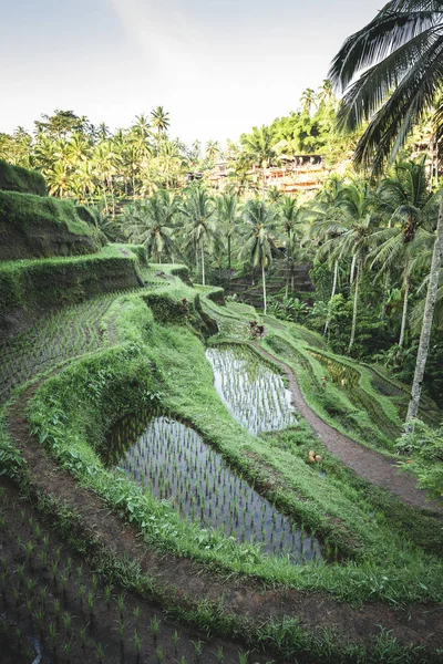 Hermosa vista de las terrazas de arroz Tegalalang por la mañana. Isla de Bali, Indonesia . — Foto de Stock