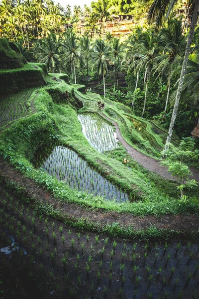 Pemandangan indah dari teras beras Tegalalang di pagi hari. Pulau Bali, Indonesia . — Foto Stok Gratis