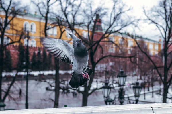 Paloma rusa en invierno afuera. Moscú, Rusia . — Foto de Stock