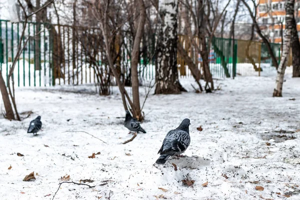 Pomba russa no inverno fora. Moscovo, Rússia . — Fotografia de Stock