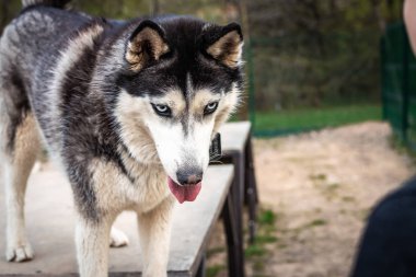 Eğitim alanında husky bir köpek. Rusya, Moskova.