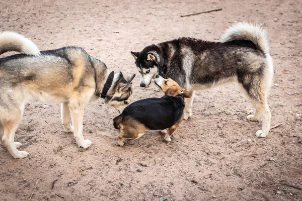 Un perro husky y un beagle en un campo de entrenamiento. Rusia, Moscú . —  Fotos de Stock